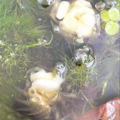 おまけあり‼️ゴーヤのわたも大好き❤、コケ取りエビ🦐 20匹の画像