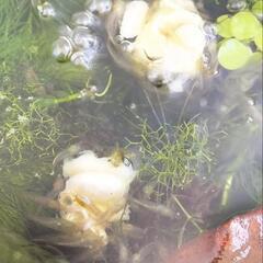 おまけあり‼️ゴーヤのわたも大好き❤、コケ取りエビ🦐 20匹の画像