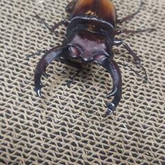 エロンガトゥス（セアカフタマタクワガタ亜種）♂単品 2の画像