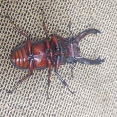 エロンガトゥス（セアカフタマタクワガタ亜種）♂単品 2の画像