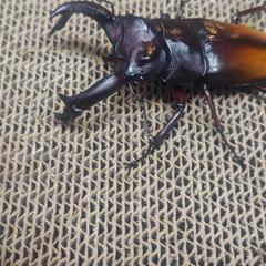 エロンガトゥス（セアカフタマタクワガタ亜種）♂単品 2の画像
