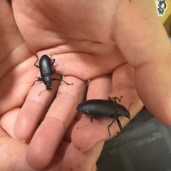 カブトムシ、クワガタいろいろの画像