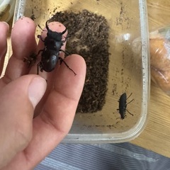 カブトムシ、クワガタいろいろの画像