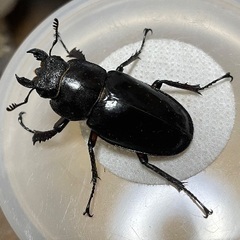 ミヤマクワガタペア（♂62ミリ♀43ミリ）の画像