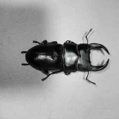 オオクワガタ差し上げますの画像