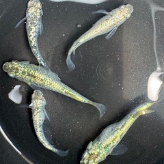メダカ　レックウザ　幼魚5匹の画像