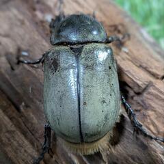 グラントシロカブトペアの画像