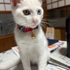里親募集(一旦休止中)白猫(オッドアイ)  オス推定3ヶ月