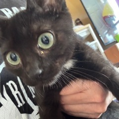 黒猫ちゃん🐈‍⬛