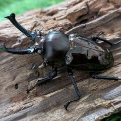 ニジイロクワガタブラックホワイトアイペアの画像
