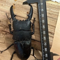 大型パラワンオオヒラタクワガタペアの画像