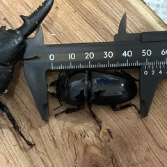 大型パラワンオオヒラタクワガタペアの画像