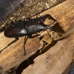 ノコギリクワガタの画像