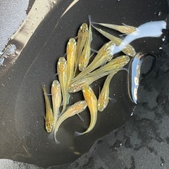 メダカ　１０匹　自由研究　予約可能　子供さんへ！の画像