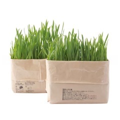 【新品未使用】無印良品　土を使っていない　猫草栽培セットの画像