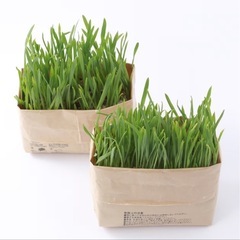 【新品未使用】無印良品　土を使っていない　猫草栽培セットの画像
