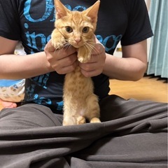 茶トラくん🐱