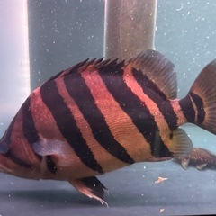 ダトニオの画像