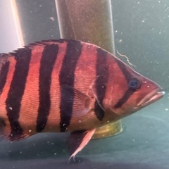 ダトニオの画像