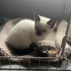 シャム柄　子猫　　