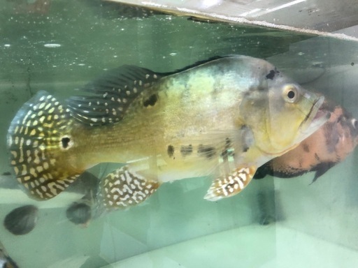 キクラケルベリーショート