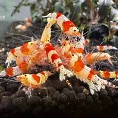 レッドビーシュリンプ　14匹の画像