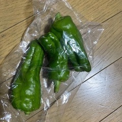 ピーマン ゴーヤ 野菜 採れたての画像