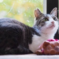 ストカーのように人が大好き諭吉君 - 猫
