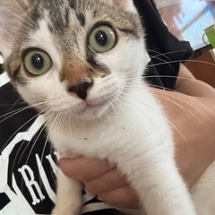 白い毛並みに丸々した猫ちゃん