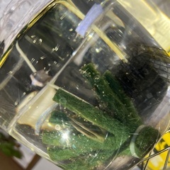 メダカの針子＋卵の画像