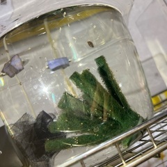 メダカの針子＋卵の画像