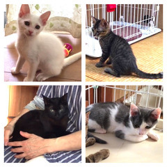 【飼い主さん募集】9匹の子猫ちゃん達とクロママ