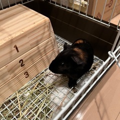 クレステッドモルモット生後2ヶ月