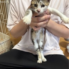 小柄なつり目の猫ちゃん