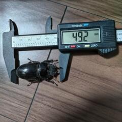 オオクワガタ 【ハーレムセット】の画像