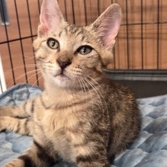 茶色の毛並みが綺麗な子猫です♪