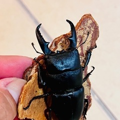 大型個体　ヒラタクワガタ　ペアの画像
