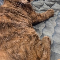 マーブル模様の子猫さん♪