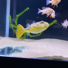 テトラオドン・ムブの画像