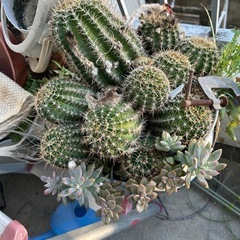 サボテンの画像