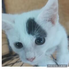 譲渡会参加★小柄な美猫の女の子