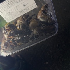 カブトムシ販売しますの画像