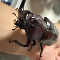 カブトムシ販売しますの画像