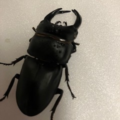 国産オオクワガタ　ホワイトアイ　成虫ペア②の画像