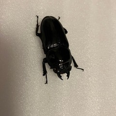 国産オオクワガタ　ホワイトアイ　成虫ペア②の画像