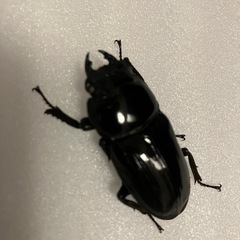 国産オオクワガタ　ホワイトアイ　成虫ペア②の画像