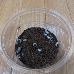 ヘラクレス・エクアトリアヌス 初令幼虫5匹の画像