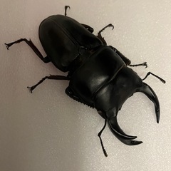 国産オオクワガタ　ホワイトアイ　成虫ペア③の画像