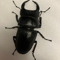国産オオクワガタ　ホワイトアイ　成虫ペア③の画像