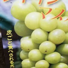 Shear Muscat  Saplingsの画像